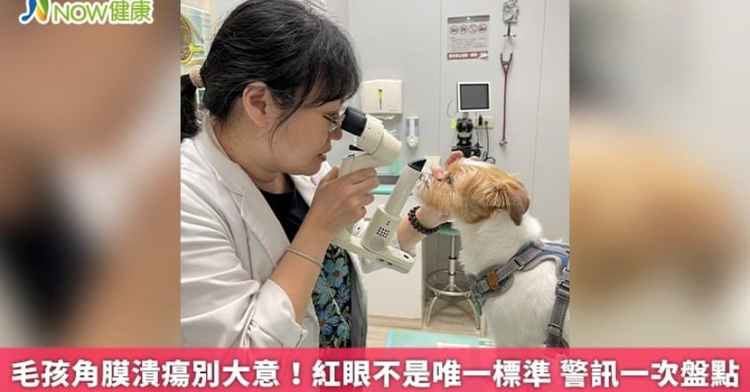 毛孩角膜潰瘍別大意!紅眼不是唯一標準 警訊一次盤點