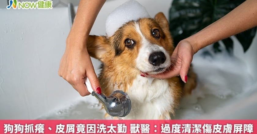 狗狗抓癢、皮屑竟因洗太勤 獸醫：過度清潔傷皮膚屏障
