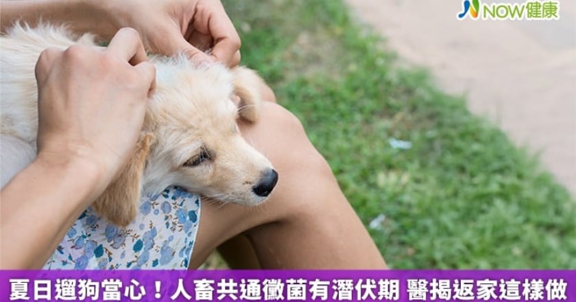 夏日遛狗當心!人畜共通黴菌有潛伏期 醫揭返家這樣做