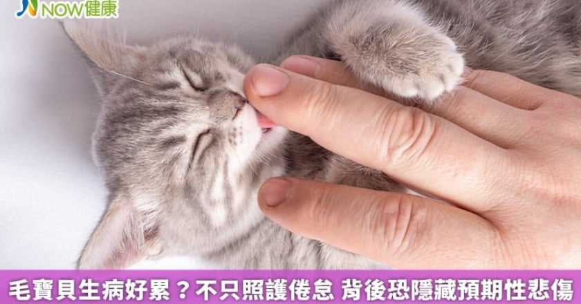 毛寶貝生病好累？不只照護倦怠 背後恐隱藏預期性悲傷