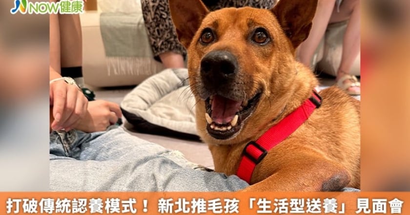 打破傳統認養模式！ 新北推毛孩「生活型送養」見面會