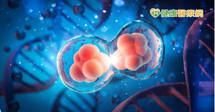 首揭細胞「無合成分裂」 中研團隊登《Nature》期刊