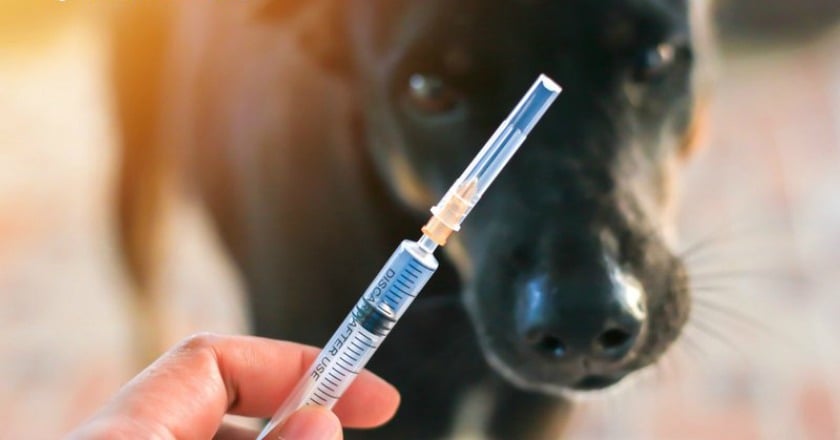 動物咬傷擔心狂犬病？「毛小孩」接種疫苗是預防關鍵