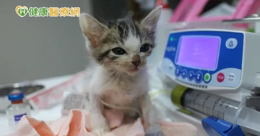 小奶貓發燒、嘔吐、拉肚子　當心頭號殺手「貓瘟」奪命！