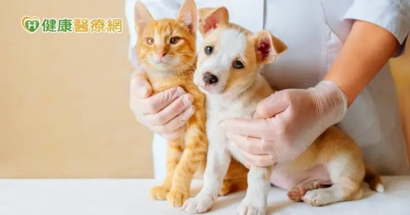 迎接農曆新年 寵物飼主過年必收藏