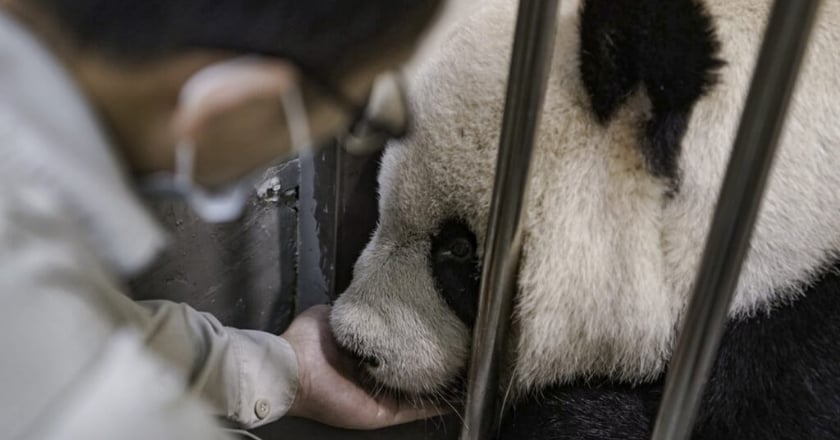 大貓熊團團病況差不適合開刀 臥龍專家贊同舒緩治療