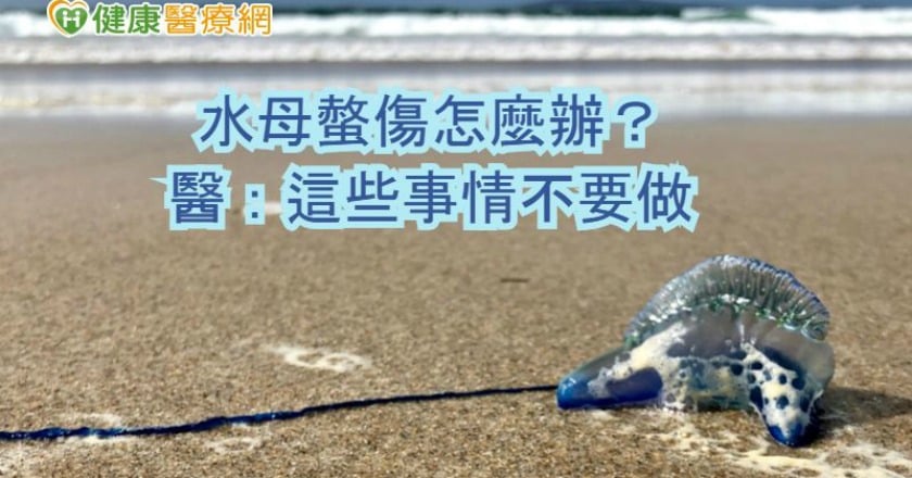 水母螫傷怎麼辦？　醫：這些事情不要做