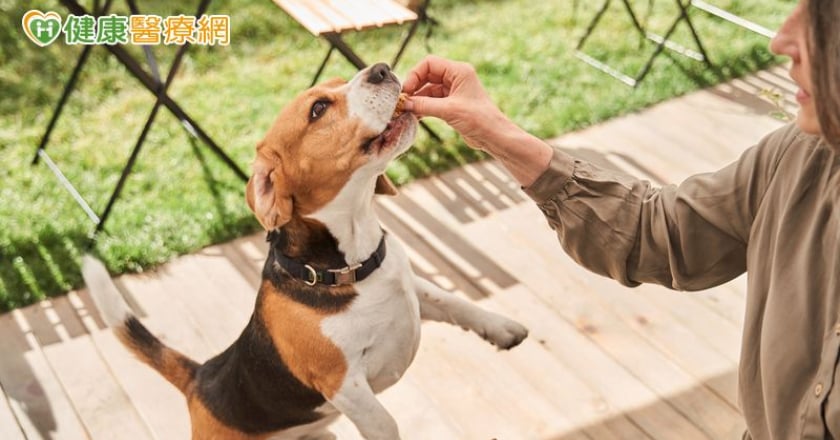 流浪狗變身服務犬! 「動物輔助治療」護理之家長者樂開懷