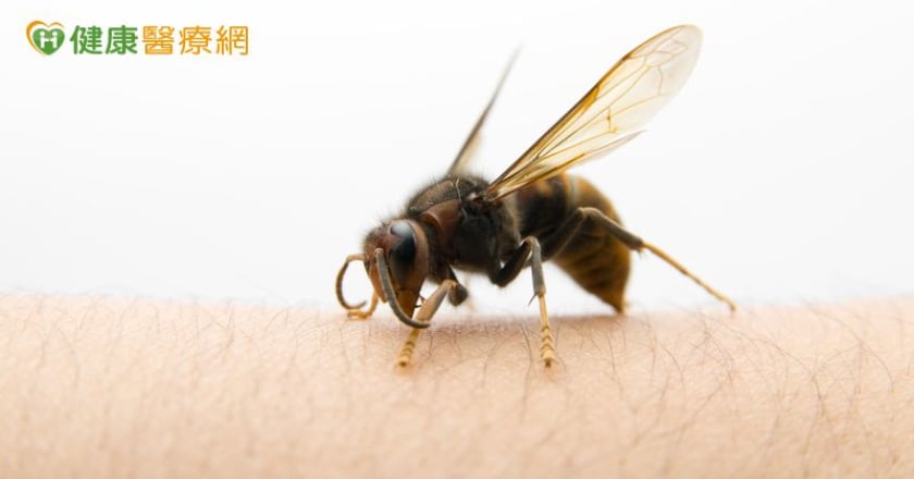 意外遭蜂螫,誘發心肌梗塞! 中年男心導管手術獲救