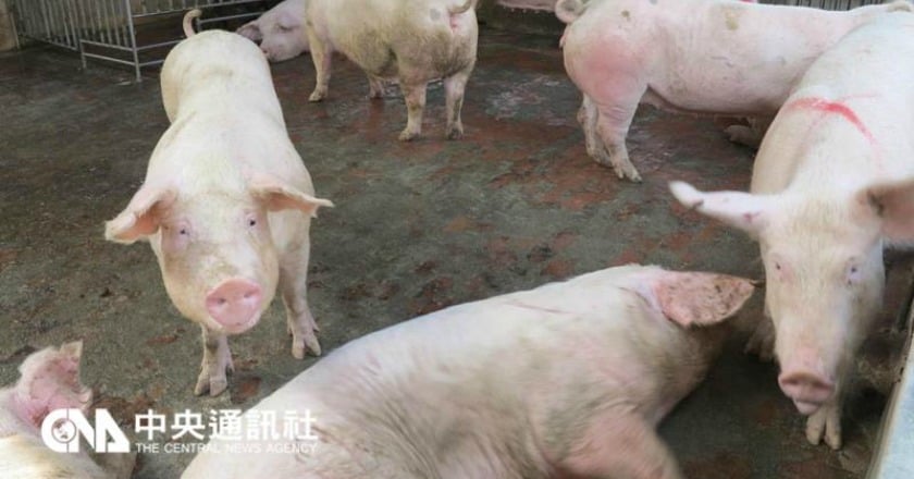 器官移植大突破 狒狒體內跳動2.5年 人豬換心有望