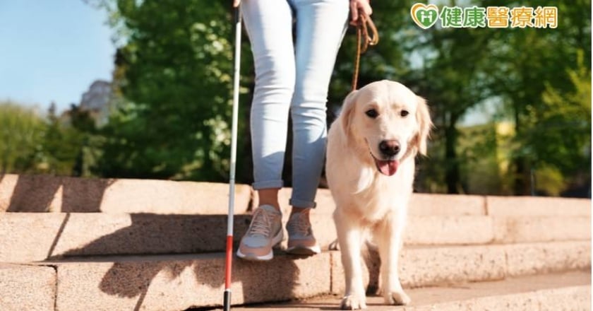 治療導盲犬駐點 暖心互動療癒患者