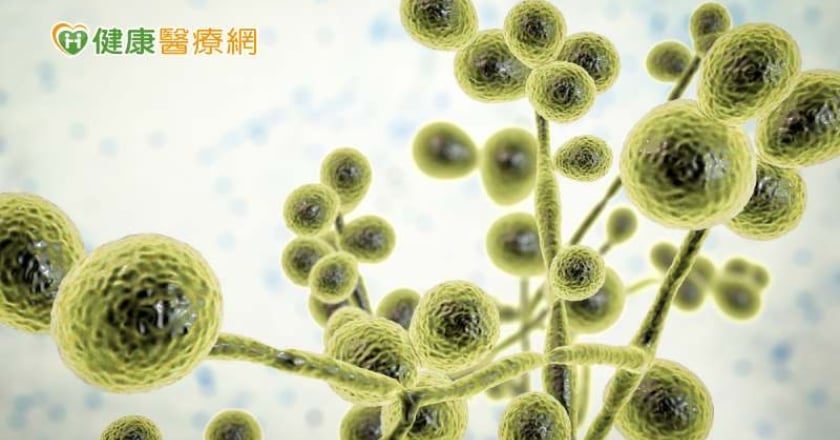 「耳念珠菌」具抗藥性　美病例數翻倍成長！忽視威脅醫療體系恐受衝擊