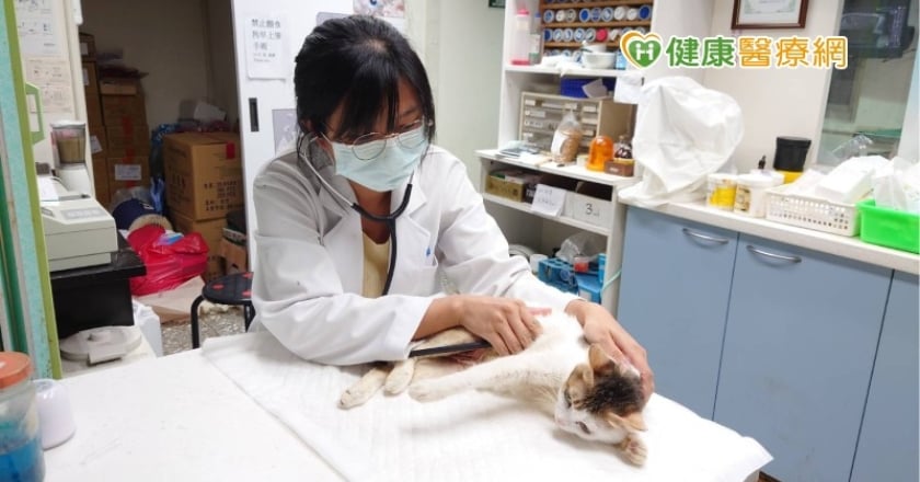 愛貓進行絕育手術後竟死亡! 寵物醫療糾紛如何排解?