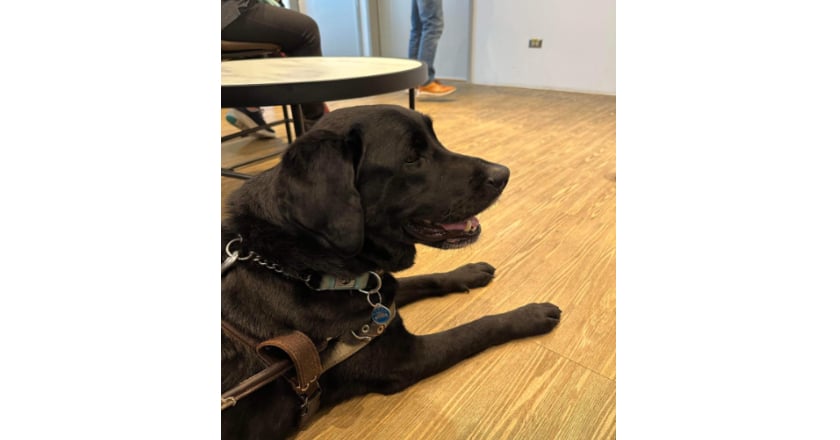 起家雞拒絕導盲犬入內！業者致歉：涉事員工進行懲處