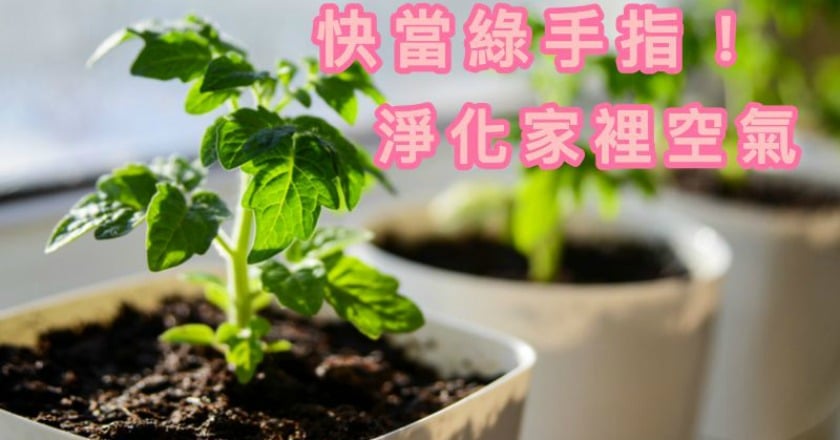 PM2.5 好可怕！　快種植物清靜空氣保健康