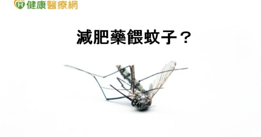 不要再叮了 科學家餵減肥藥防蚊