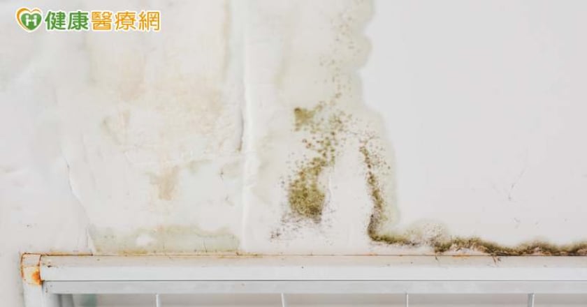 惱人壁癌不止難看 吸入粉塵黴菌還有「這些影響」!免疫力差者更要當心