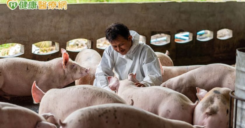 豬農罹「豬型鏈球菌腦膜炎」險致命！ 全因忘「1動作」惹禍