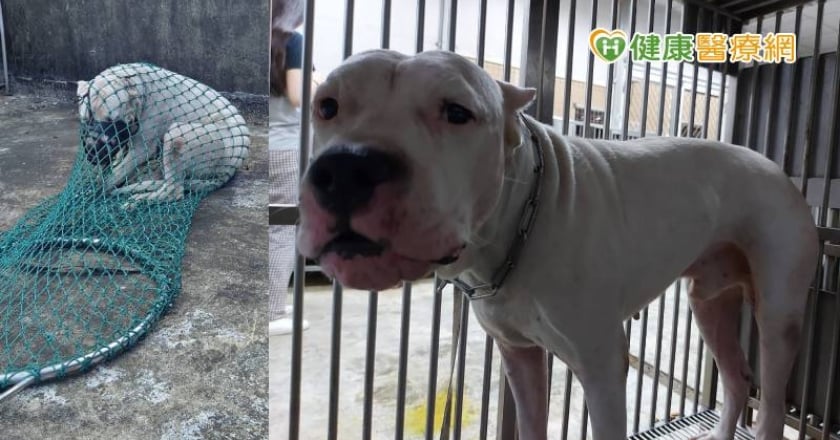 【寵物專輯】飼主屢縱惡犬、咬傷小狗重罰近百萬！防範犬隻衝突SOP解密