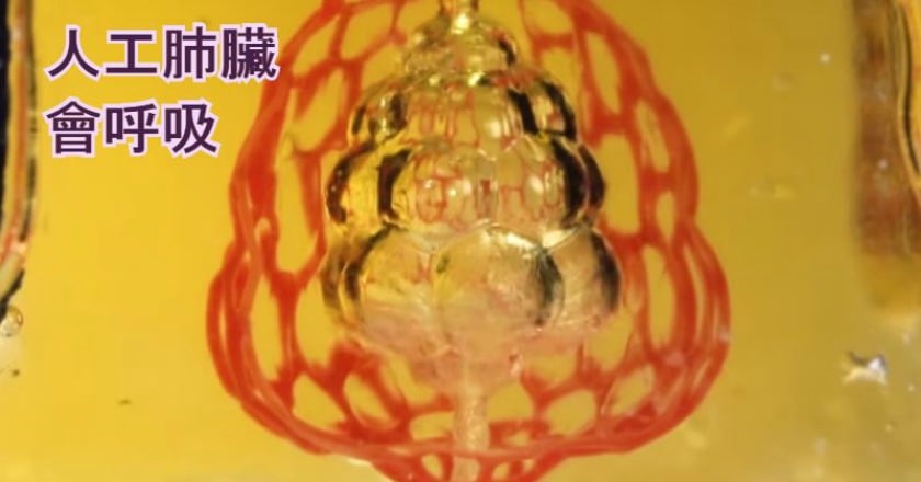 3D列印器官大突破 人工肺臟真能呼吸