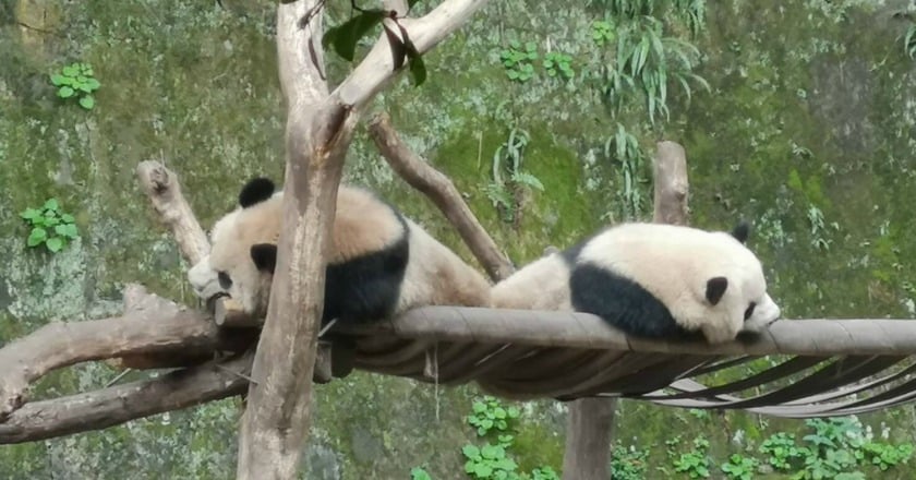 重慶貓熊送高雄？ 陸委會：無政治前提都歡迎