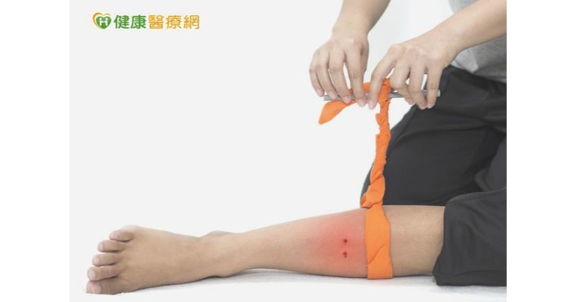 被蛇吻不輕忽！　認識毒蛇才平安