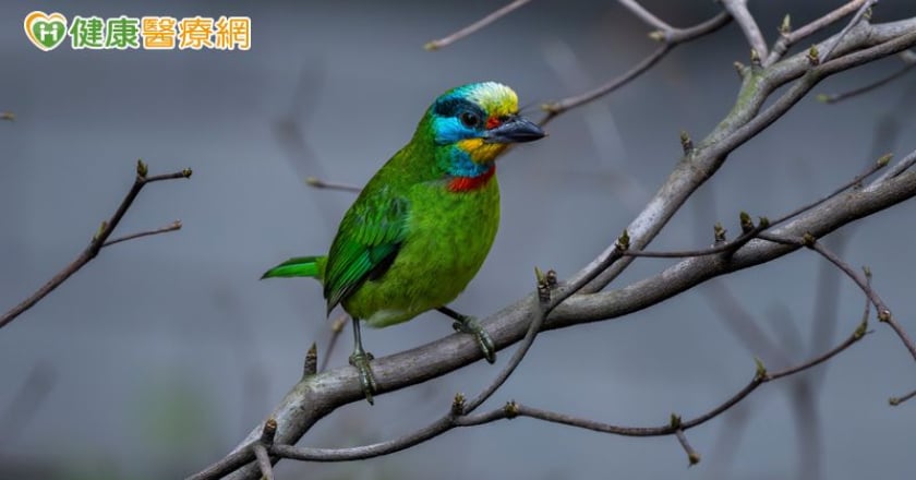 聆聽鳥鳴助療癒心情?研究揭「1噪音」可能影響自然聲音潛在益處