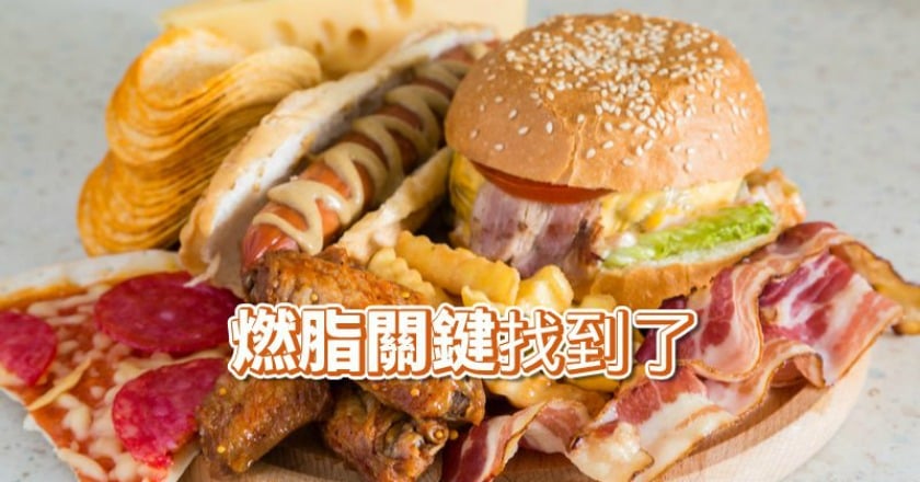 新減肥治療因這基因 中研院發現燃脂關鍵