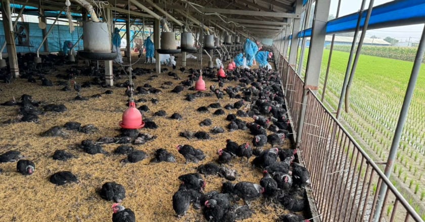 雲林土雞場感染H5N1 撲殺7505隻