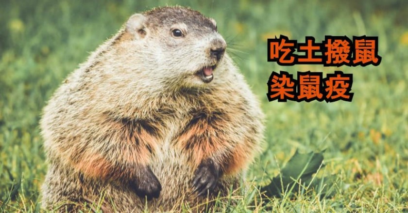 夫婦生吃土撥鼠染鼠疫　蒙古封城防疫