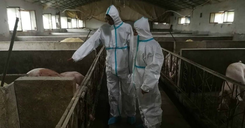 貴州發生非洲豬瘟 疫情擴及中國13省市