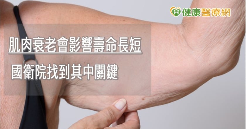 肌肉衰老會影響壽命長短　國衛院找到其中關鍵