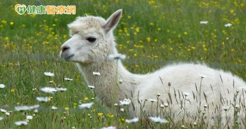 美國H5N1禽流感疫情再延燒！不只乳牛染疫 更首度有「羊駝」被感染