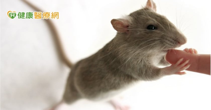 遭老鼠咬傷驚罹漢他病毒症候群 防鼠「三不」措施這樣做