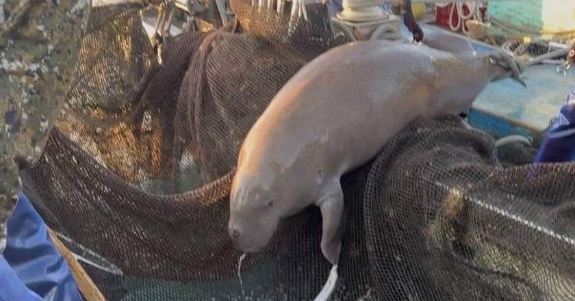 「美人魚」儒艮時隔88年現蹤宜蘭外海 誤入漁網漁民野放