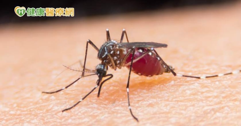 登革熱疫情爆發！阿根廷用「輻射」對抗　絕育蚊子避免病媒蚊傳染