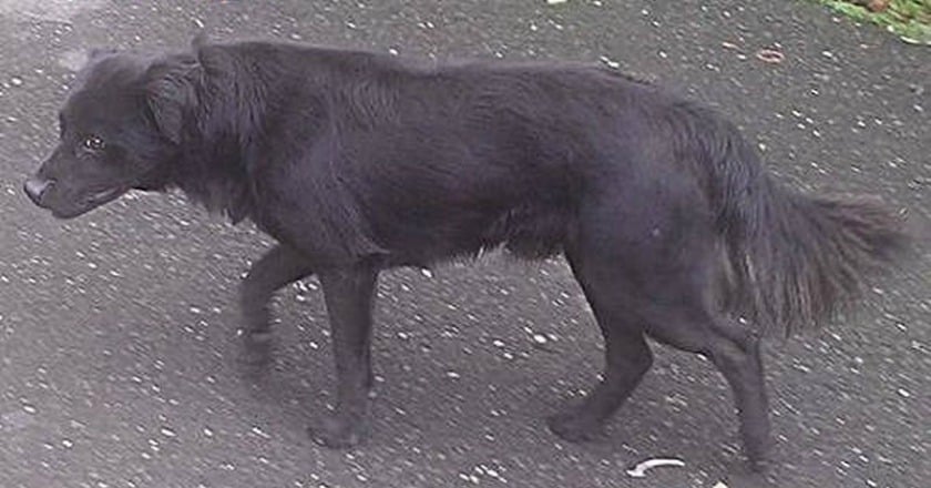 防範狂犬病威脅 野外活動勿接觸野生動物