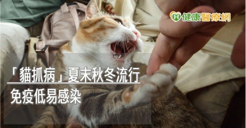 婦鼠蹊部現腫塊憂罹癌　就醫檢查竟是「貓抓」造成