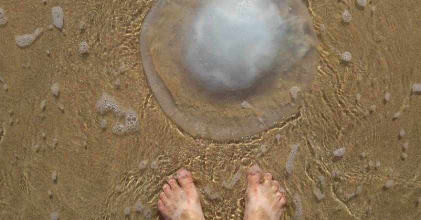 夏日海邊戲水 遭水母螫傷快這樣做