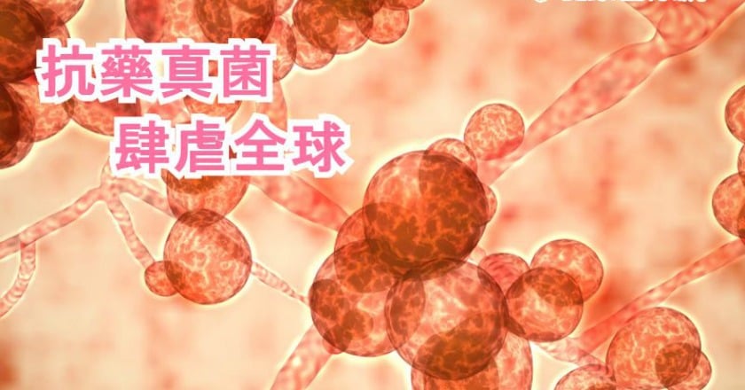 超級真菌成全球威脅　醫籲醫院加強防護