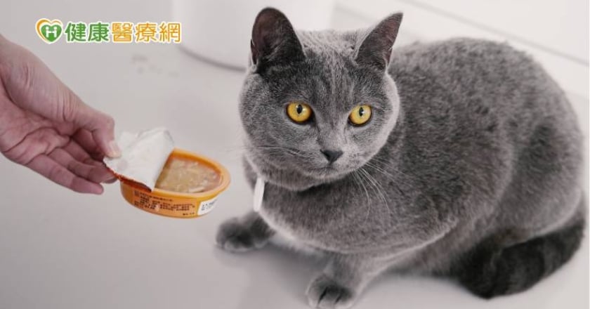 【寵物專輯】7歲就是老了! 高齡犬貓怎麼吃才健康?
