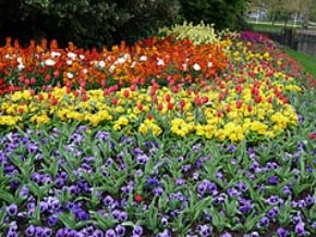 倫敦皇家公園百花爭艷