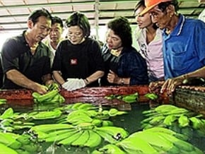 小英：台灣人要面對蕉價問題