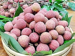促銷荔枝 中市前進東南亞