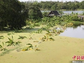 東南亞洪災700亡 泰工業區重創或影響全球市場