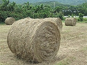 滿州鄉種牧草 年營業額5百萬