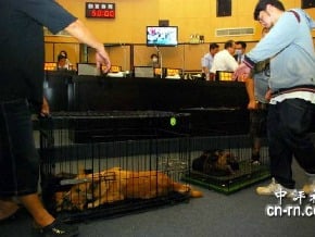 反對流浪犬安樂死　台南議員率17隻狗質詢