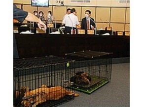 帶狗質詢 台南議場人人掩鼻