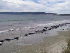 34頭巨頭鯨在紐西蘭集體擱淺 大部分死亡