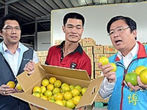 雲林柳丁外銷 首批2百噸裝櫃 